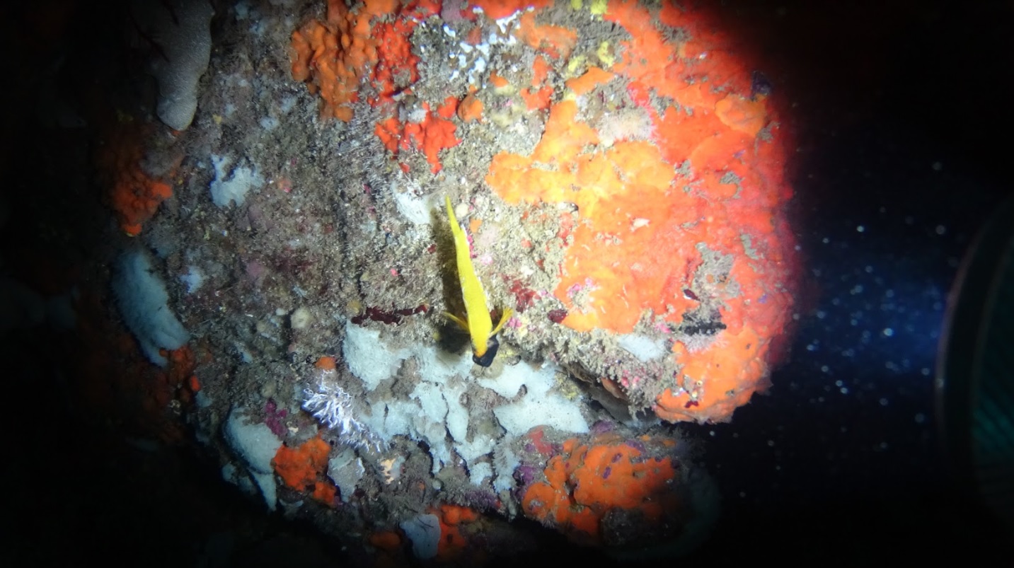 Campeonato Navarro de Fotografía Submarina 2021